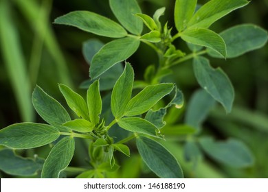 Field With Lucerne Plant