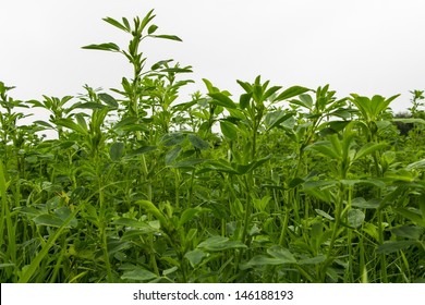 Field With Lucerne Plant