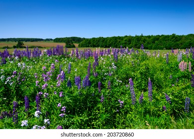 Flowers Against Sky High Res Stock Images Shutterstock