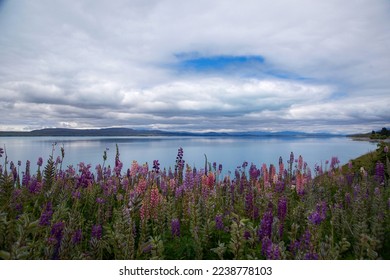 Field of Lupin flowers Lake Wanaka New Zealand