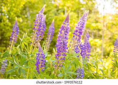 A field of lupin flowers in Spring. 