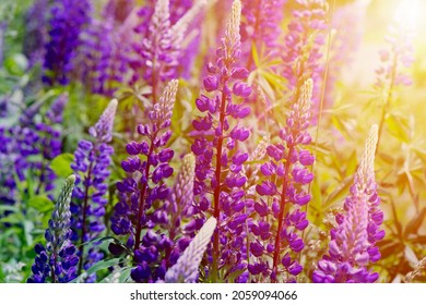 Field Of Lupine Color In Maine Summer