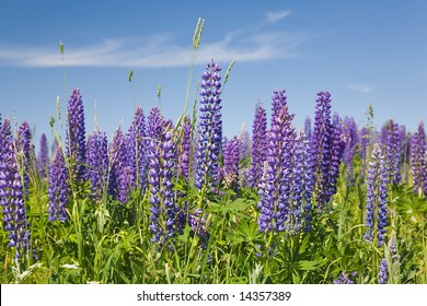 Field Of Lupine Flowers Under Blue Sky