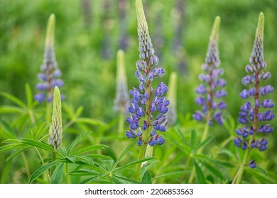 A Field Of Lupine In Maine