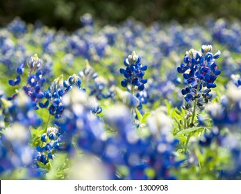 A Field Of Lupinus Texensis Commonly Known As The Texas Bluebonnet, The State Flower Of Texas.