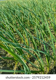 Un campo de exuberantes plantas de ajo verdes que crecen en filas ordenadas, bañadas por la luz del sol | | La Imagen destaca las vibrantes hojas verdes, mostrando el crecimiento saludable del cultivo