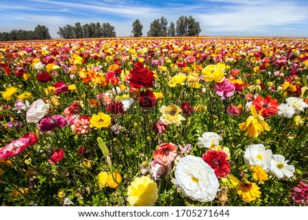 The field of luxurious large spring buttercups. Picturesque multicolor floral carpet. Beautiful spring day. Israel. The concept of botanical, environmental and photo tourism