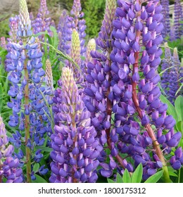  Field Of Maine Purple Lupine                    