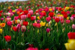 Field Of Many Blooming Pink, White, Yellow And Red Tulips Showing Green Stems. Close Up And Looking Towards Blue Sky.