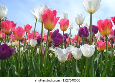 Field of many blooming pink, white, and purple tulips showing green stems. Close up and looking towards blue sky background.