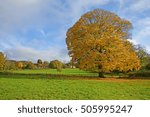 A Field Maple, Acer compestre, in full Autumn colours on a blue sky day in the Cotswolds, looking towards Bulls Cross, Gloucestershire, United Kingdom