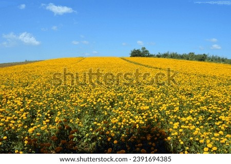 Similar – Image, Stock Photo Sunflower field IV Clouds