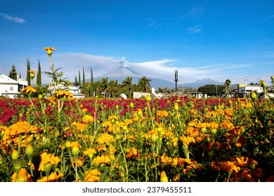 Field of marigold flower, also known as cempasúchil in Mexico. They are being used as a traditional decoration for the halloween fiest of Día de Muertos. Erupting volcano Popocatépetl in the back. 