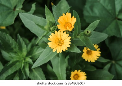 A field marigold (prob. Calendula Arvensis) growing in Mersin, Turkey. An example can be used as a visual in a work that symbolizes clarity.