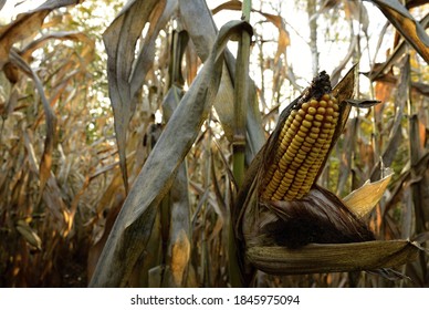 Field Of Mature Corn With Bare Cob