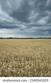   A field with mature wheat against the backdrop of a green forest and a gloomy sky on a summer day                             
