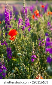 Field, Meadow, Flower. - Shutterstock ID 290116103