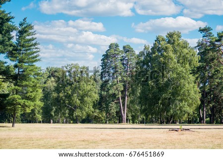 Field meadow trees pine trees sky clouds sunny day summer copy space