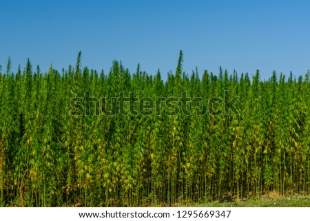 Image, Stock Photo Outdoor cannabis plant