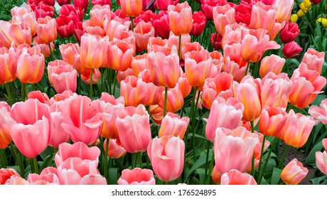 Field Of Menton Tulips In Denmark