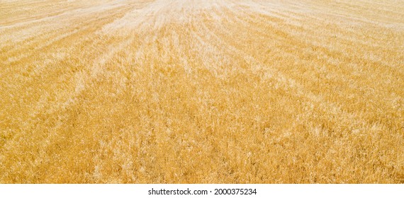 Field Of Mixed Crops (fodder For Livestock), Aerial Panorama, Natural Pattern