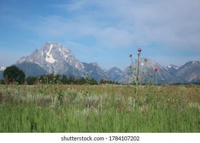 A Field And Mount Moran In The Distance