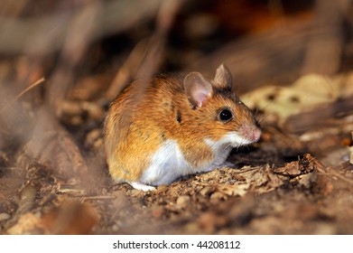 Field Mouse