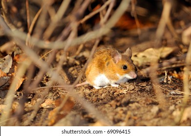 Field Mouse