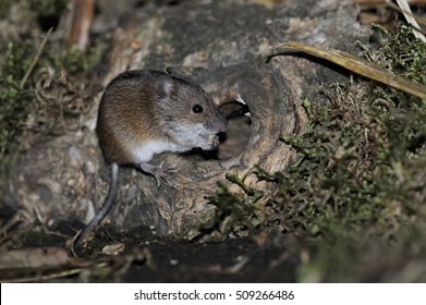 Field Mouse Apodemus Agrarius Stock Photo (Edit Now) 509266486