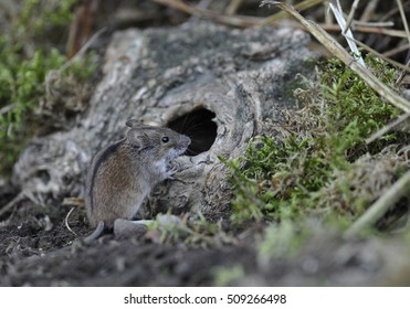 Field Mouse (Apodemus Agrarius)