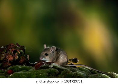 Field Mouse, Apodemus Sylvaticus