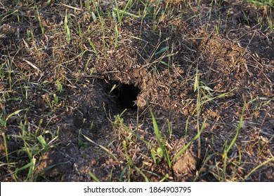 Field Mouse Burrow In The Ground In A Wheat Field