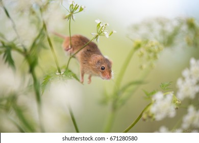 Field Mouse Flowers 