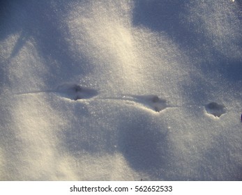 178 Mouse footprint Stock Photos, Images & Photography | Shutterstock