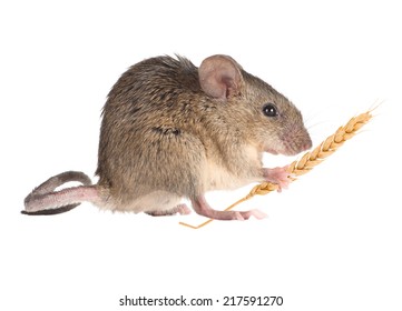 Field Mouse Holds In Paws An Ear Of Wheat. Isolated