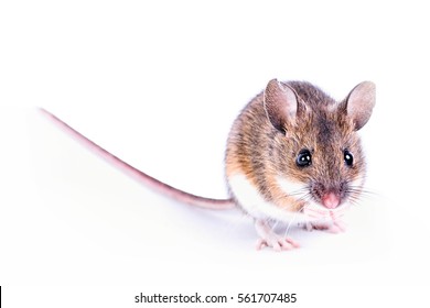 Field Mouse Isolated On White Background