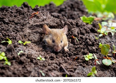 A field mouse looks out of a mink