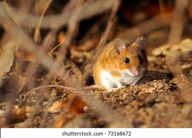 Field Mouse In Natural Habitat