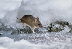 A Field Mouse, On A Frosty Winter Morning, Crawled Out Of A Hole Made In Deep Snow In Search Of Food