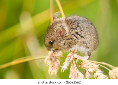 Field Mouse On Grass