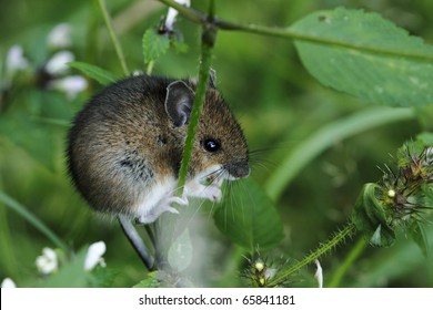 Field Mouse On Grass