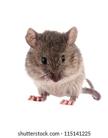 Field Mouse.Isolated On White Background.