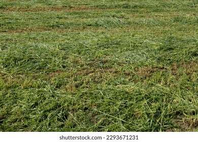 Field of mown green grass, top view. The texture of the mown green grass for publication, design, poster, calendar, post, screensaver, wallpaper, card, banner, cover, website. High quality photography