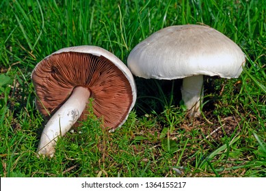 Field mushroom in pasture
