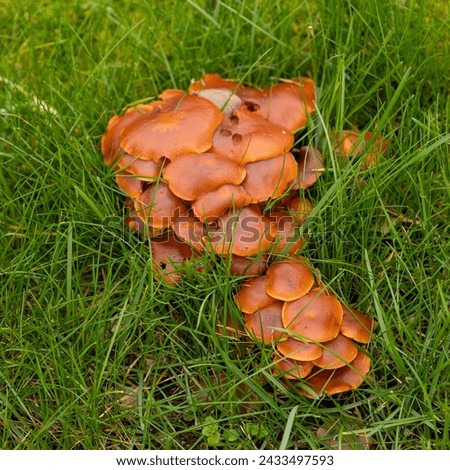 Field mushrooms or fungi. Undisturbed growing naturally in pasture.