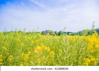 Field Mustard