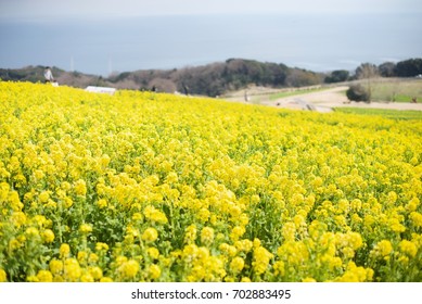 Field Mustard Of Awaji Island In Japan