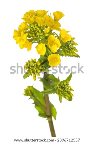 Field mustard flowers isolated  on white background