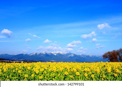 field mustard and mountain covered by snow