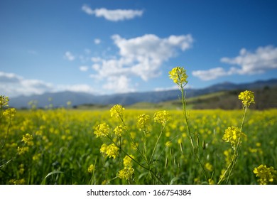 Field of Mustard plants stretches off into the distance on a sunny California day.